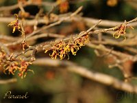 Hamamelis Parasol 2015 02 07 3140